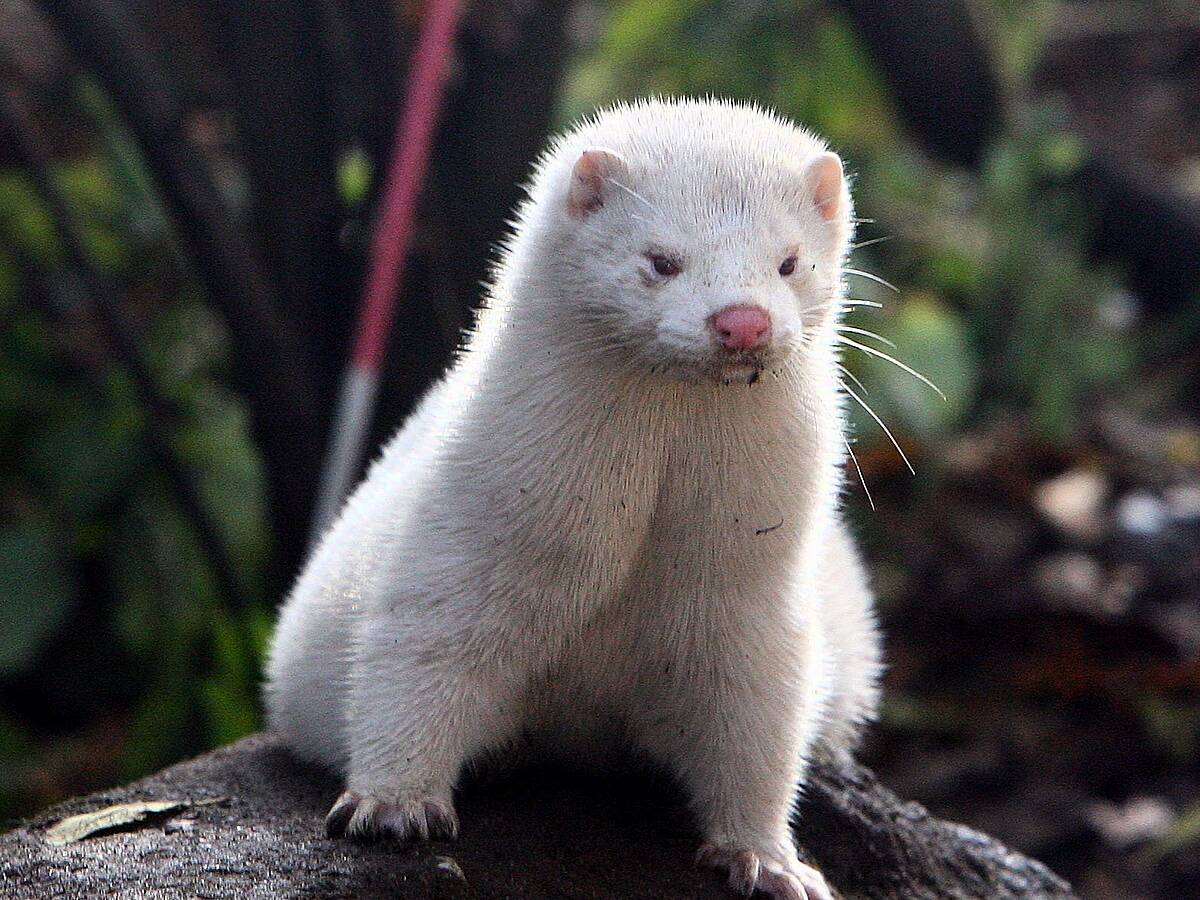 Coronavirus mink cull: Retired mink farmer 'not surprised' at call | Newstalk Coronavirus mink cull: Retired mink farmer 'not surprised' at call | Newstalk