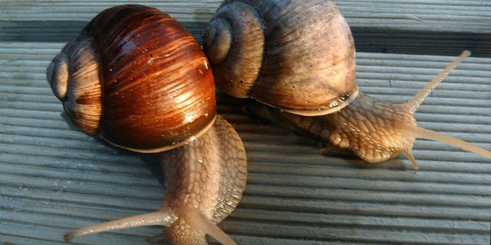 Pet Snails