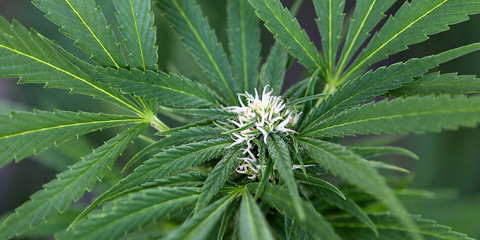 Cannabis has been recognised a...
