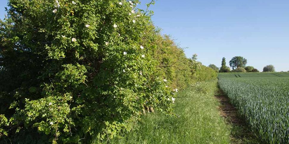 Farming: This Week is Hedgerow...