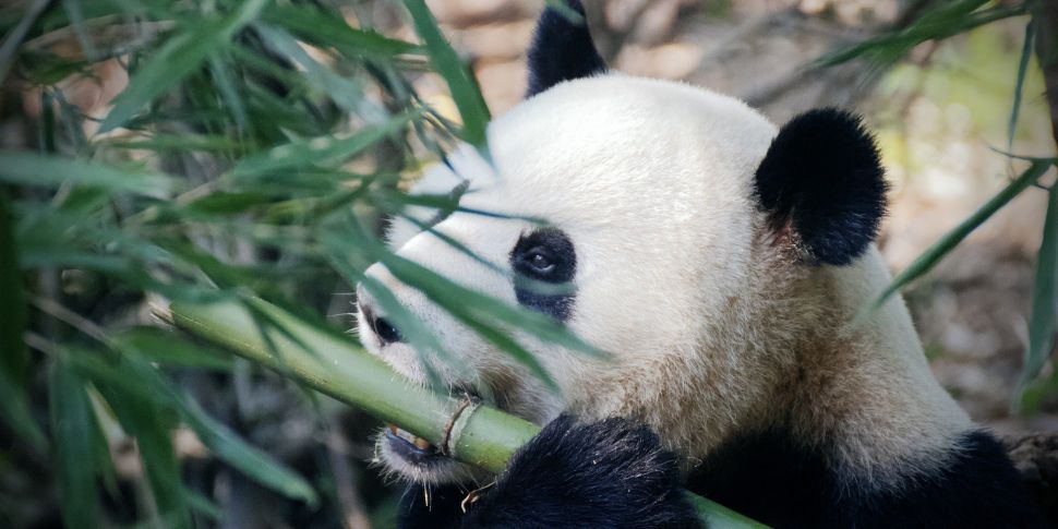 Why Do Pandas Like To Roll Aro...
