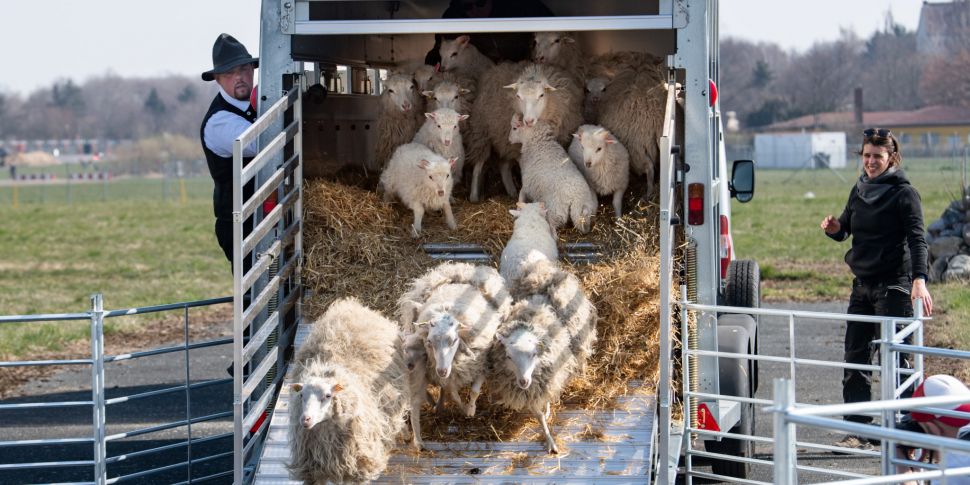 Farming: The Ewes had their 20...