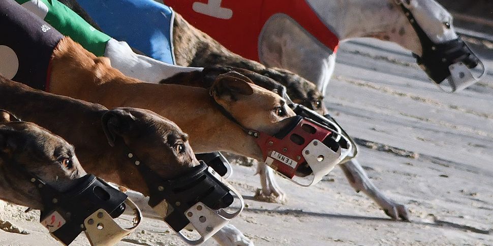 Is The Greyhound Industry A Dy...