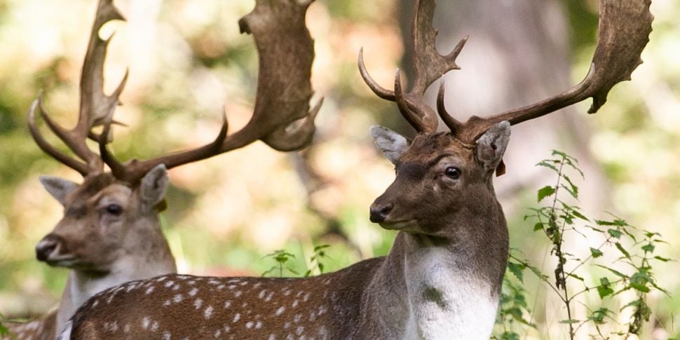 Nearly 100 deer shot dead in l...