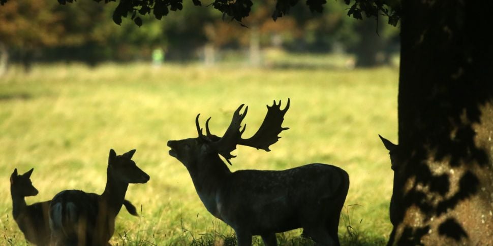 'Staggering' rise in deer cull...