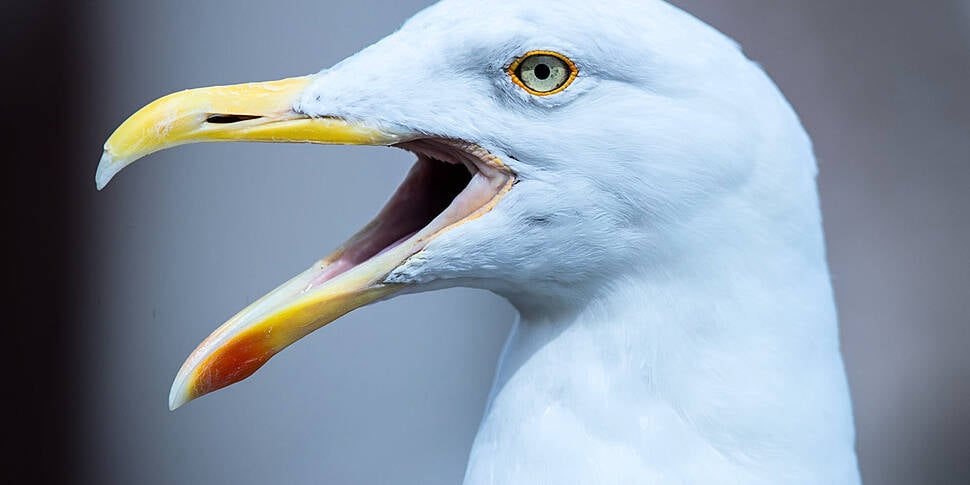 Seagulls In Bahrain Have Become Too Fat To Fly | Newstalk