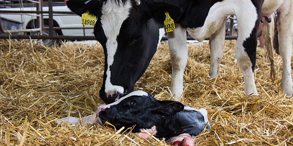 Farming: A New Way of Calving