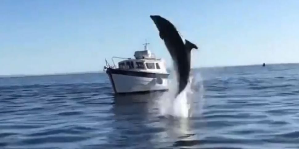 Dolphin seen in Galway video '...