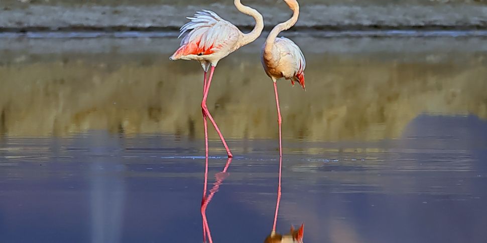 Flamingo Industry in Iraq