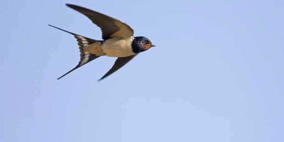 Farming: Sand Martins & Sw...