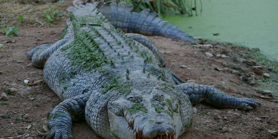 Giant Crocodile discovered on...