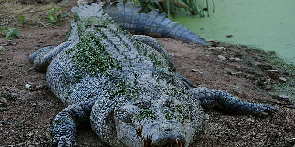 Giant Crocodile discovered on the Grand Canal | Newstalk