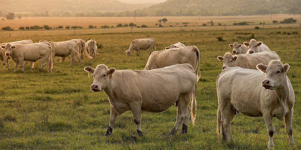 Farming: Cows Come Out Of Lock...