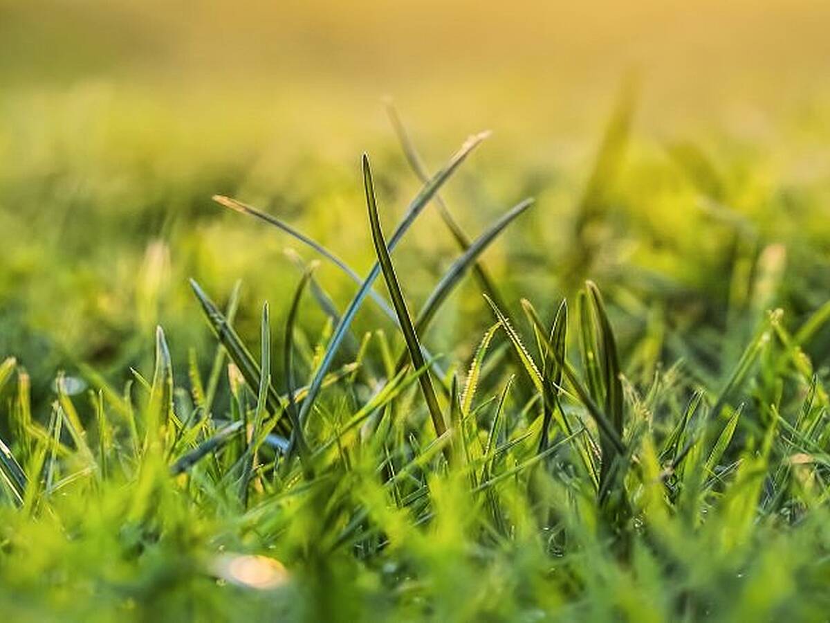 Farming: What's the grass like, is it growing? | Newstalk