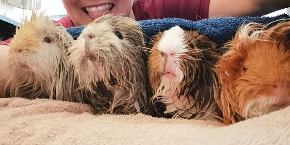Living with 88 Guinea Pigs
