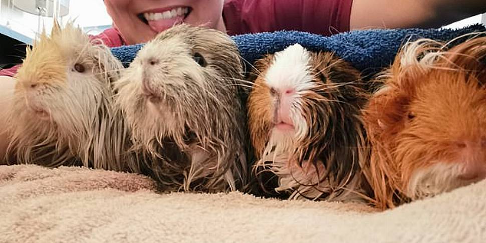 Living with 88 Guinea Pigs