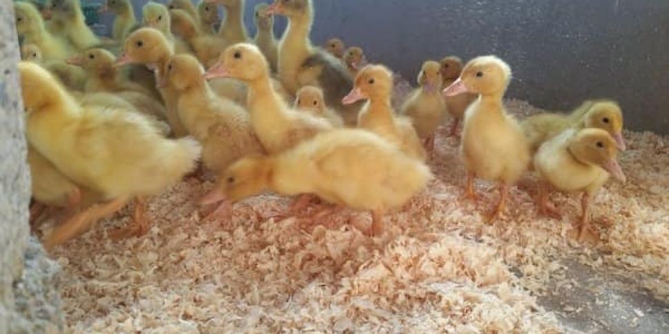 Cork poultry farm takes precau...