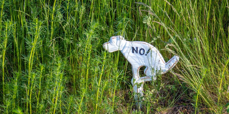 Dog Wardens are going undercov...