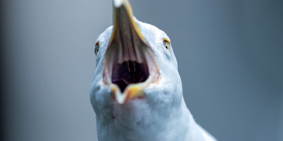 Seagulls are now a 'serious he...