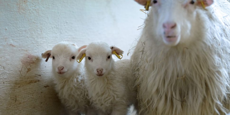Farming: Sheep farmers, the wo...
