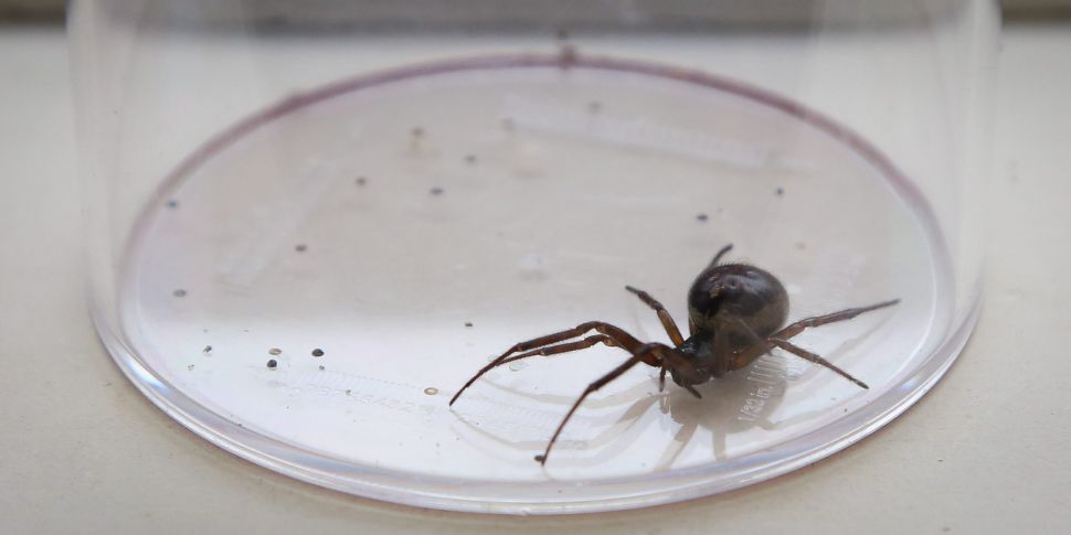 False Widow ''A spider ran up...