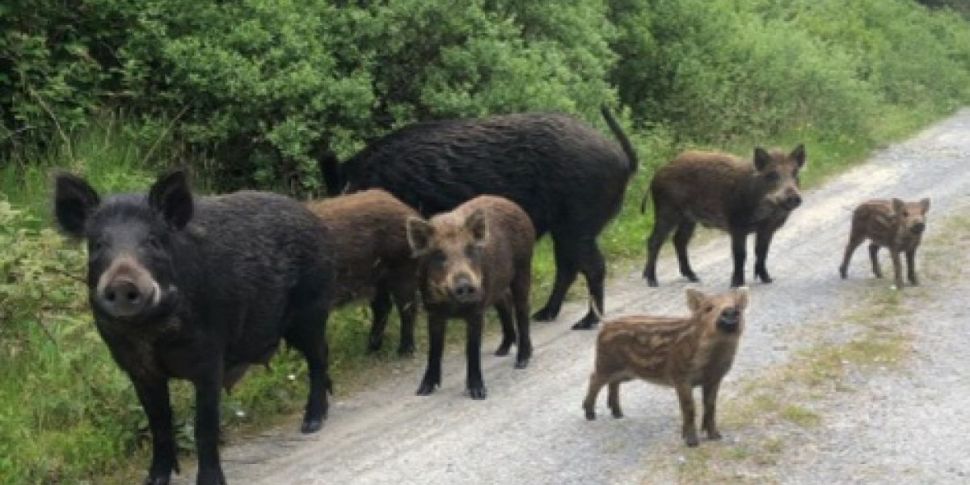 Wild boar roaming loose in Ker...
