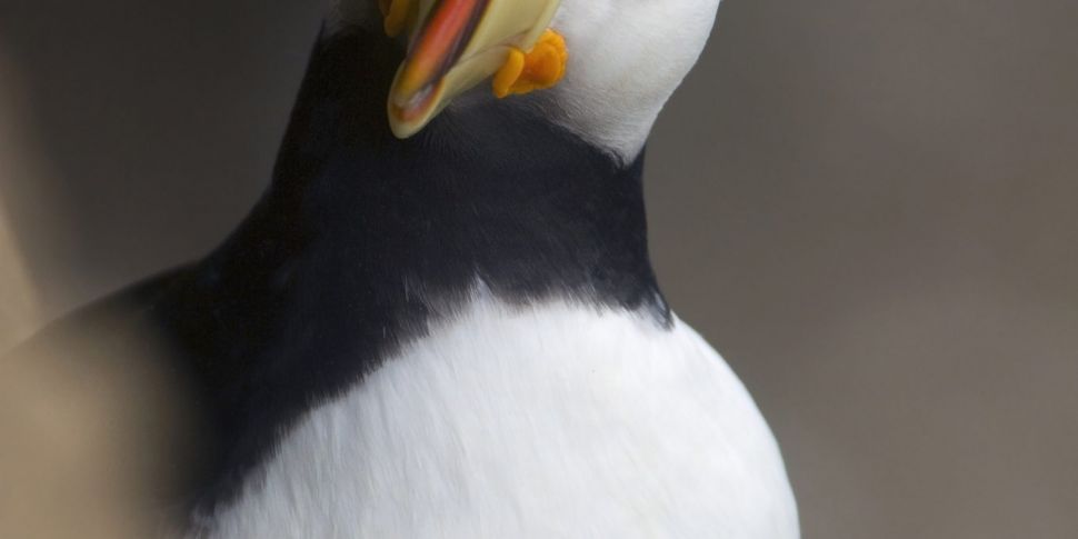Puffins Come Back To The Calf...