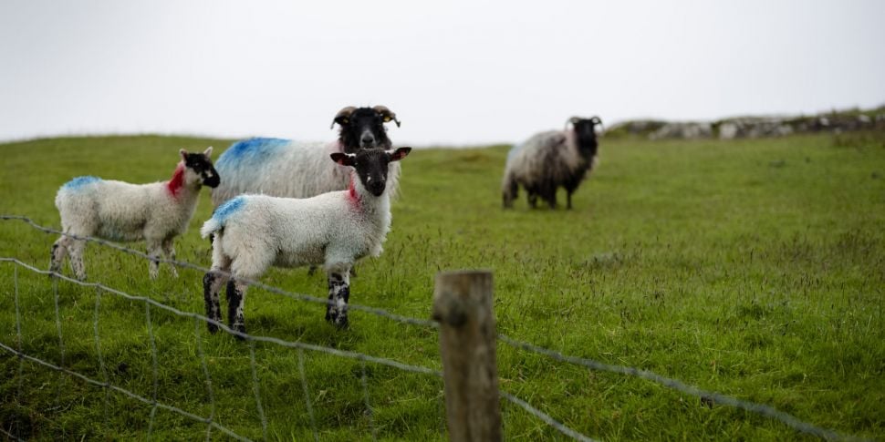 Farming: Sheep Thought To Be E...