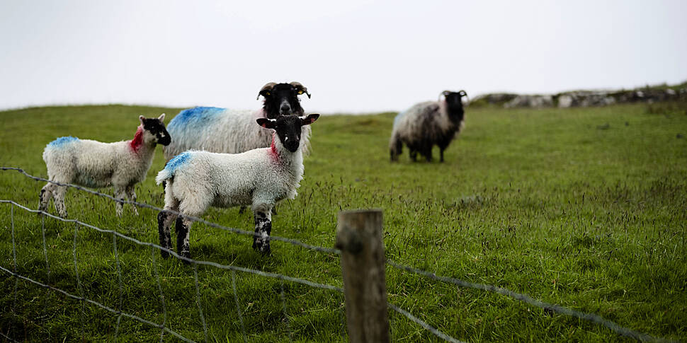 Farming: Sheep Thought To Be E...