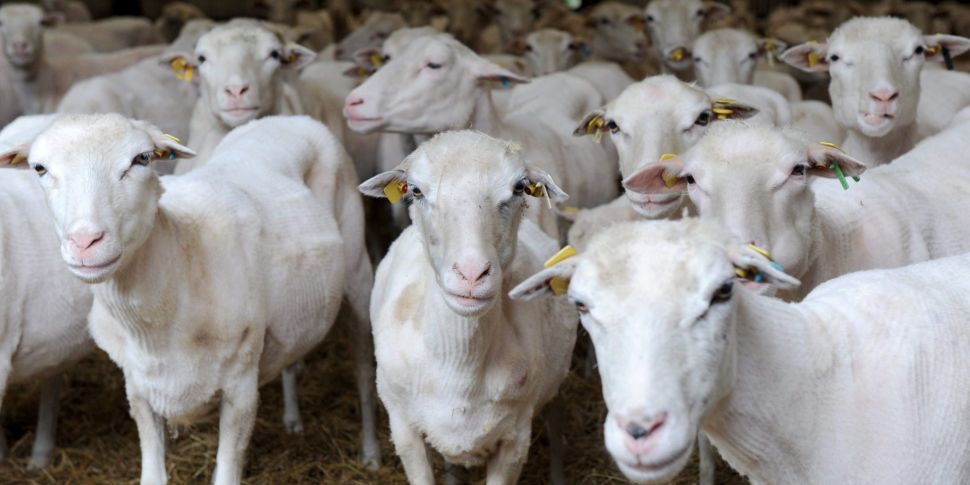 Farming: The sheep have been s...