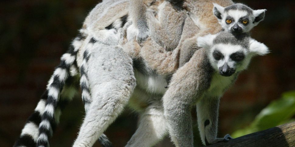 Fota Wildlife Park 'Delighted'...