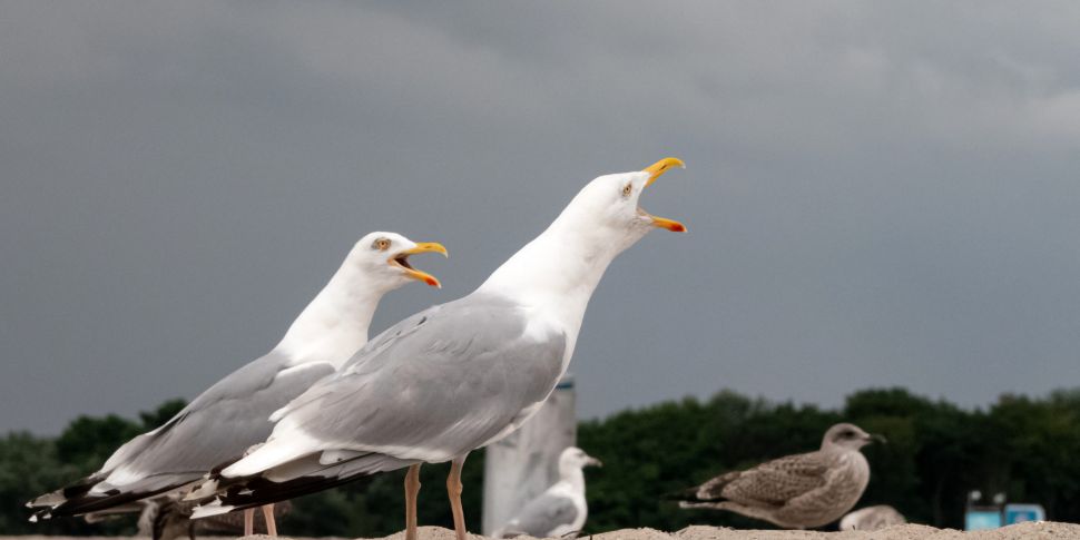 The Seagull Menace Is Now A Pu...