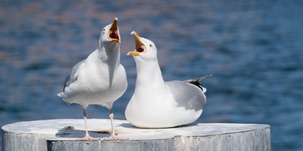 Seagulls 'making life miserabl...