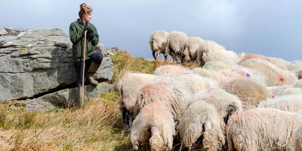 Farming: An ewe that refuses t...