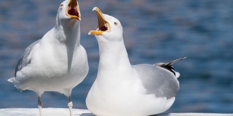 Calls For Seagull Cull After D...