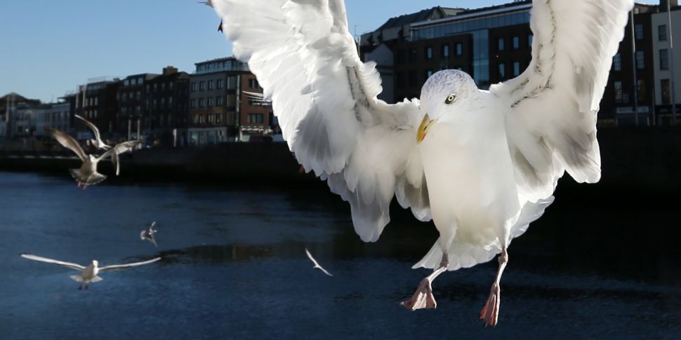 Proposed seagull cull ‘Illegal...