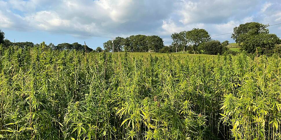 The Rise Of Hemp Farming In Ir...