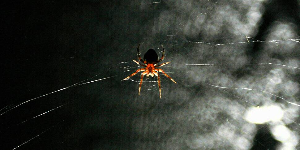 It's spider mating season: Why you're seeing spiders in your home now