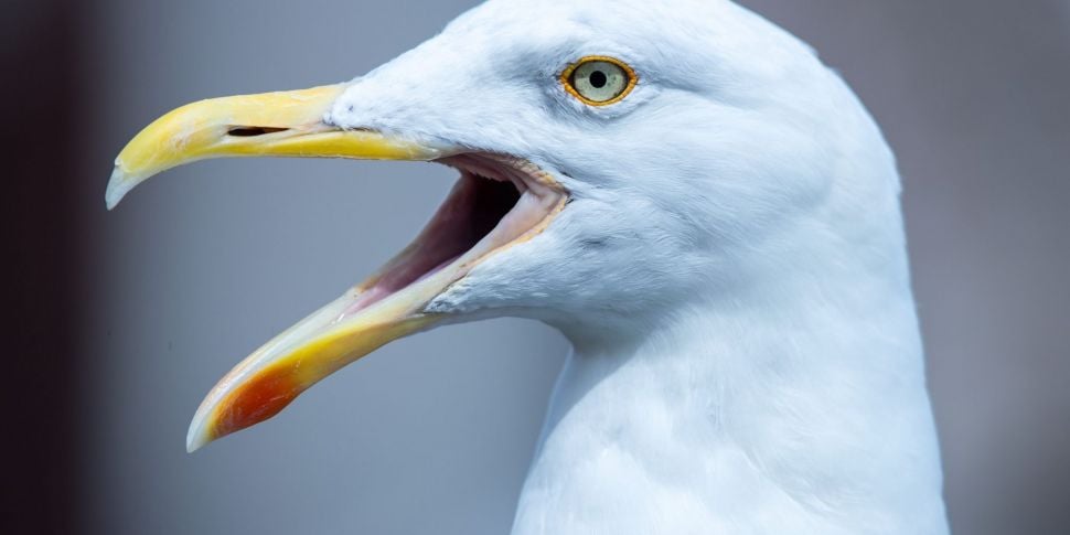 Is Culling Gulls Wrong? We Deb...