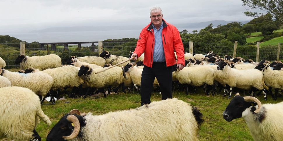 A Kerry man to walk his sheep...