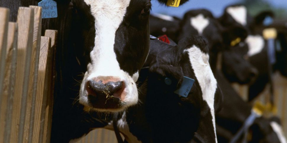 Should Irish dairy farm expans...