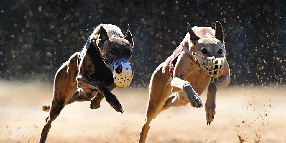 Ireland urged to ban greyhound...