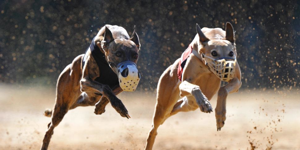 Shelbourne Park 'will continue...