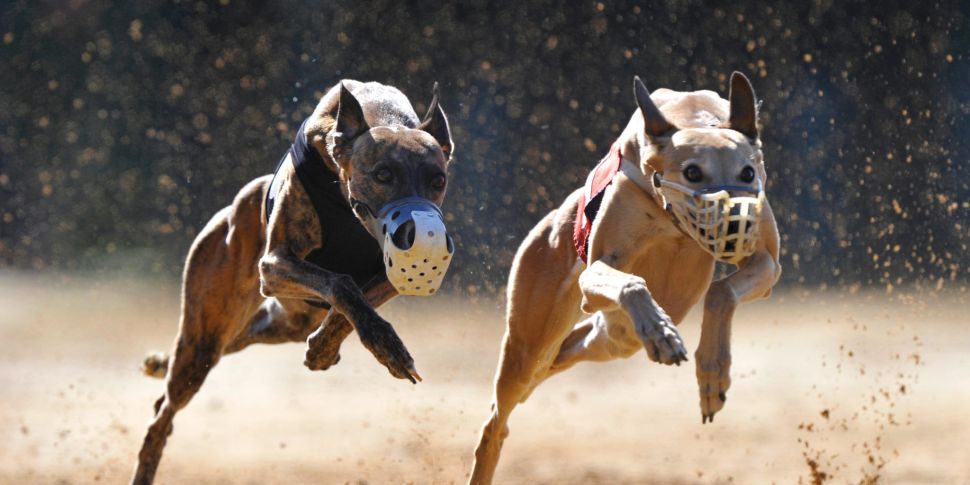 Greyhound racing is receiving...