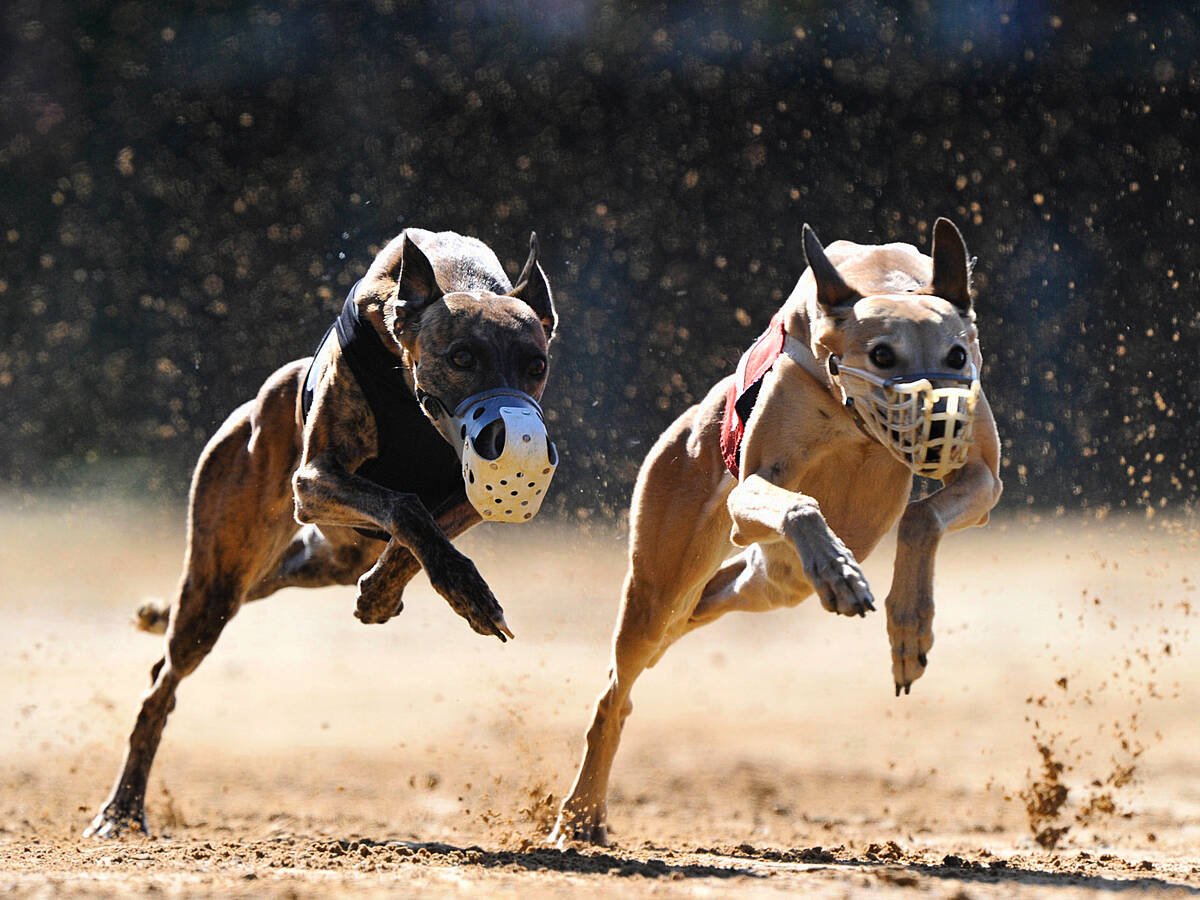 Shelbourne dog hot sale racing