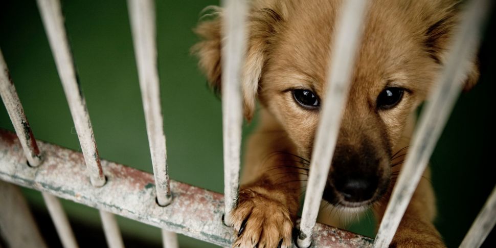 Galway dog shelter overwhelmed...