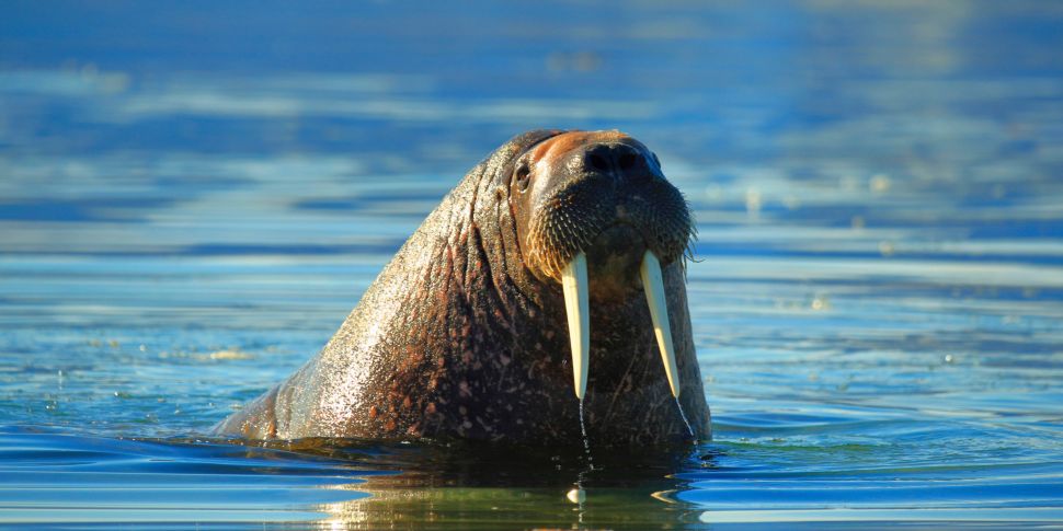 Green Scene: Walrus from Space