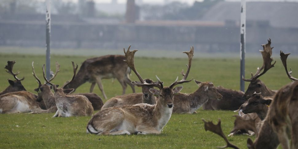 Phoenix Park users react to pa...