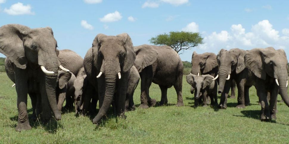 Understanding elephants...