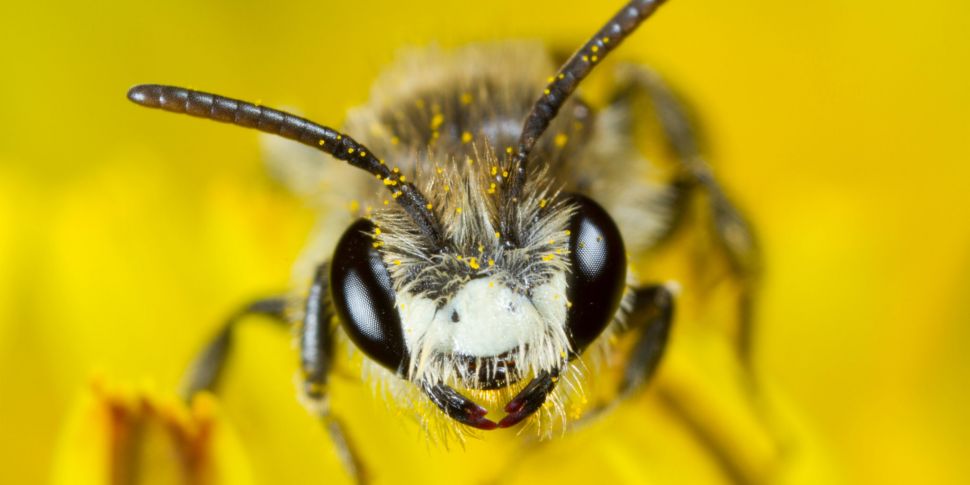 Green Scene: How bees travel m...